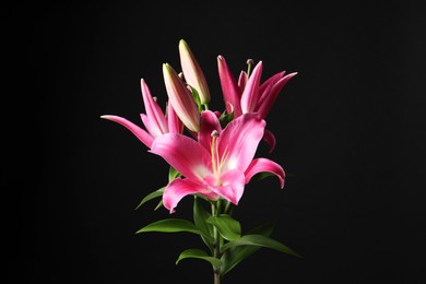 Beautiful pink lily flowers on black background