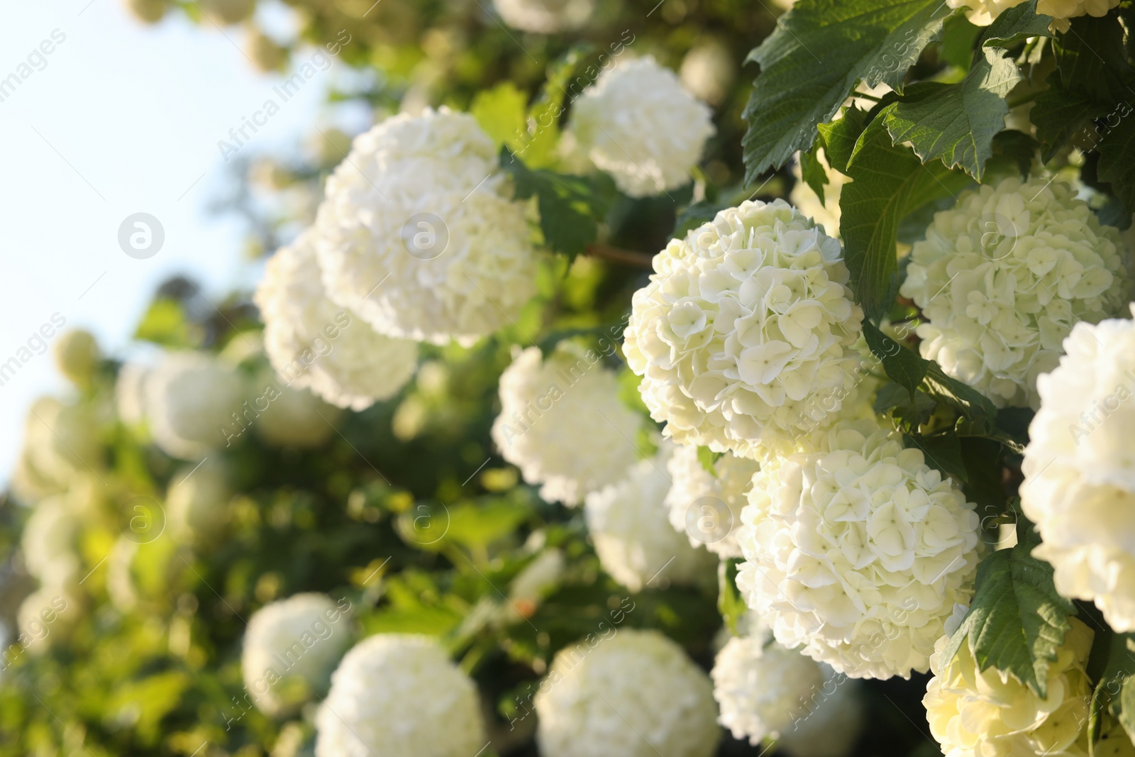 Photo of Beautiful hydrangea plant with white flowers outdoors, closeup