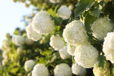 Photo of Beautiful hydrangea plant with white flowers outdoors, closeup