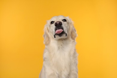 Photo of Cute Labrador Retriever showing tongue on orange background