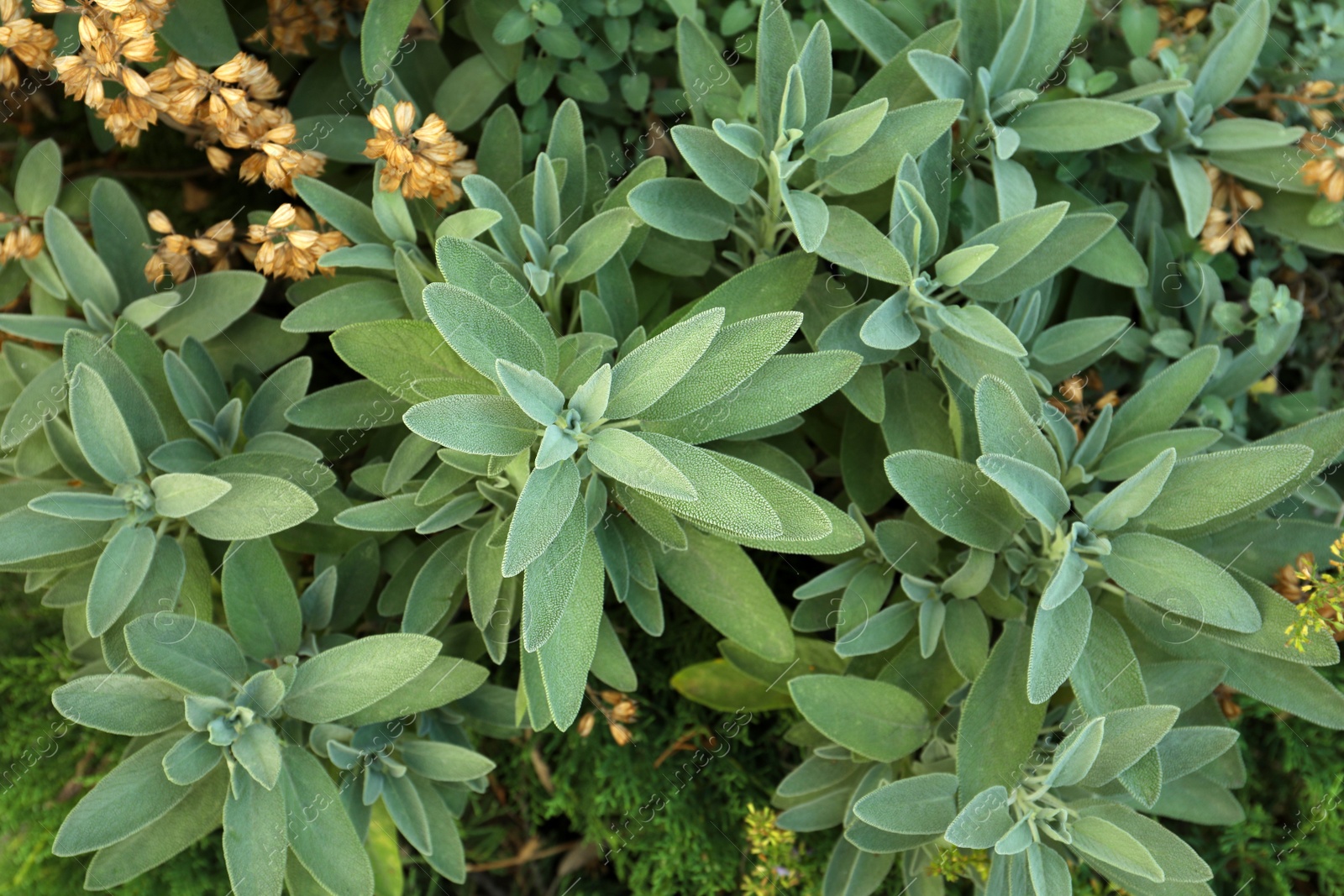 Photo of Beautiful sage with green leaves growing outdoors, closeup