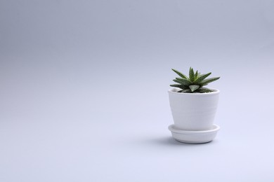 Photo of Beautiful succulent plant in pot on white background, space for text