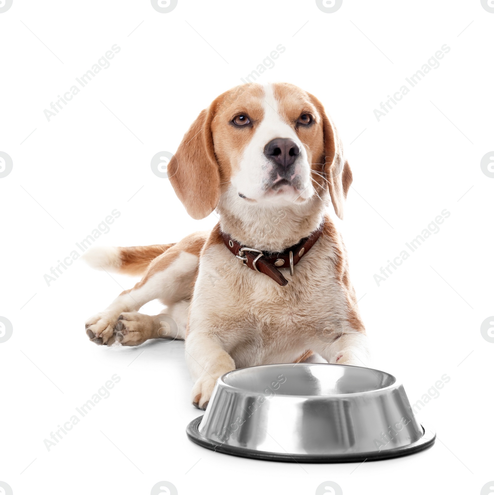 Photo of Cute Beagle dog with bowl on white background