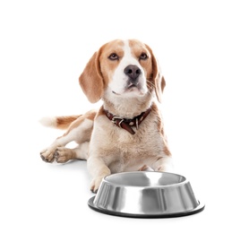 Cute Beagle dog with bowl on white background