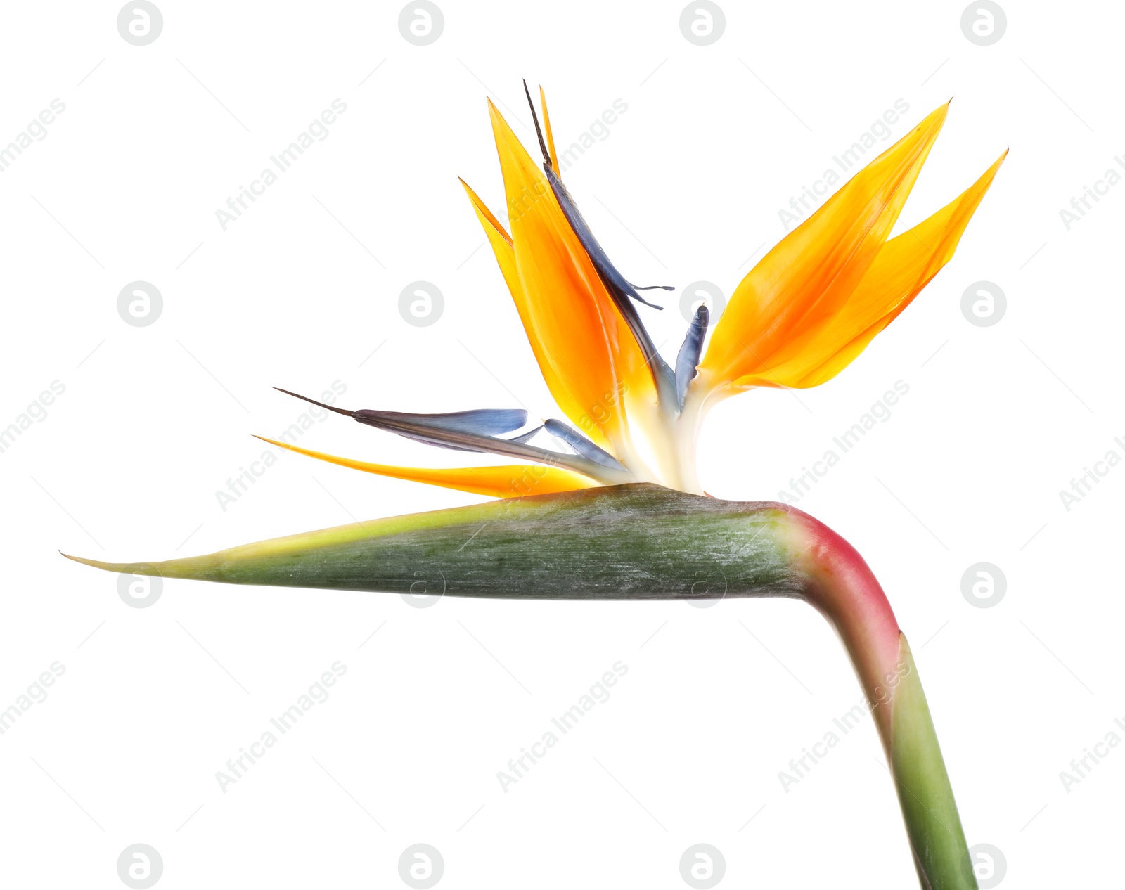 Photo of Bird of Paradise tropical flower isolated on white