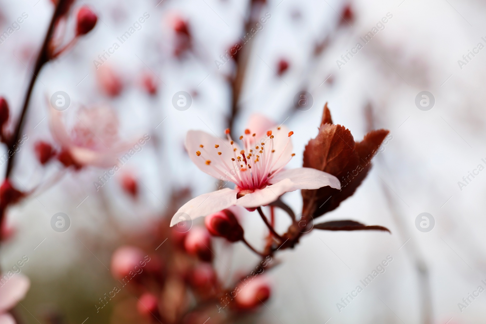 Photo of Branch of beautiful blossoming apricot tree outdoors, closeup. Spring season