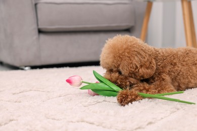 Cute Maltipoo dog with beautiful tulips at home, space for text. Lovely pet