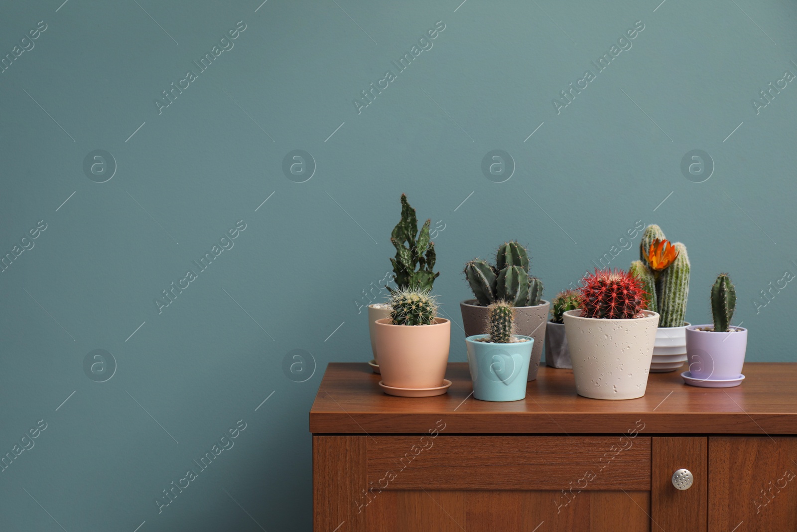 Photo of Beautiful cacti in flowerpots on table near color wall