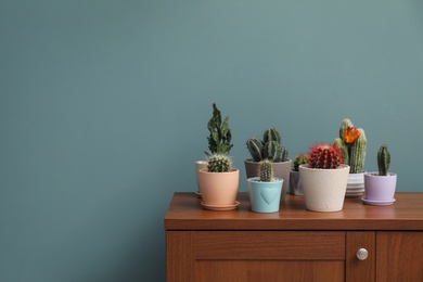 Beautiful cacti in flowerpots on table near color wall