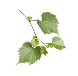 Photo of Fresh green grape leaves on white background