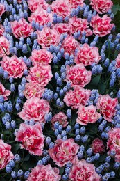 Photo of Many beautiful tulip and muscari flowers as background, above view. Spring season