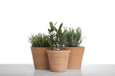 Photo of Pots with thyme, bay and rosemary on table against white background