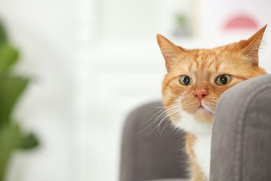 Photo of Cute ginger cat lying on armchair at home. Space for text