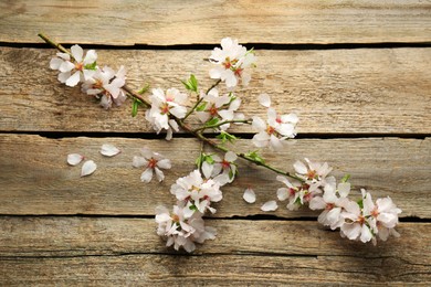 Beautiful blossoming tree branch and flower petals on wooden table, flat lay. Spring season