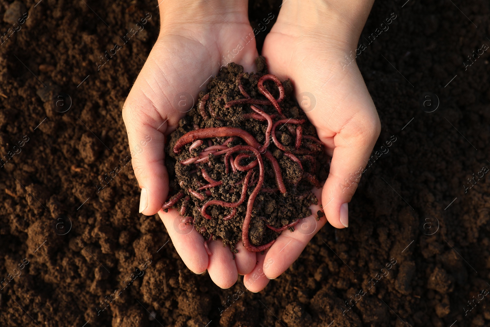 Photo of Woman holding soil with earthworms above ground, top view