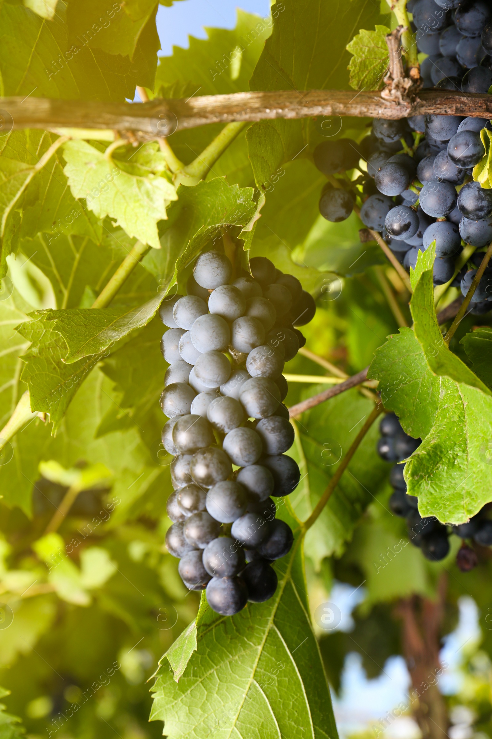 Photo of Ripe juicy grapes growing on branch in vineyard