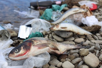 Photo of Dead fishes among trash on stones near river. Environmental pollution concept