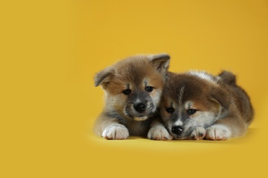 Photo of Adorable Akita Inu puppies on yellow background. Space for text
