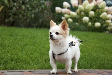 Photo of Cute Chihuahua on walkway near green lawn in park. Dog walking