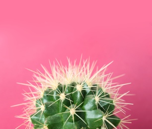 Photo of Beautiful cactus on color background