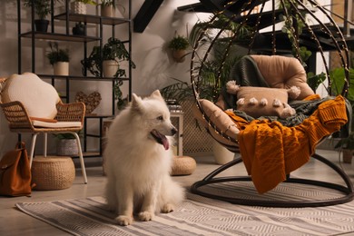 Photo of Beautiful Samoyed dog sitting near hanging chair on indoor terrace