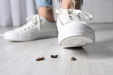 Photo of Woman crushing cockroaches with feet, closeup. Pest control