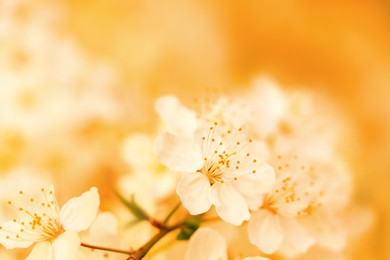 Image of Cherry tree with blossoms on blurred background, closeup. Toned in orange
