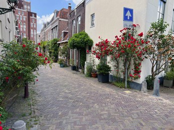 City street with beautiful buildings and blooming plants