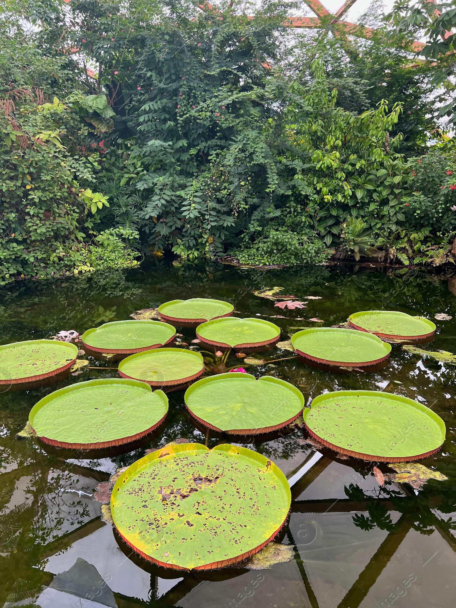 Photo of Pond with beautiful Queen Victoria's water lily leaves