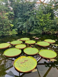 Photo of Pond with beautiful Queen Victoria's water lily leaves