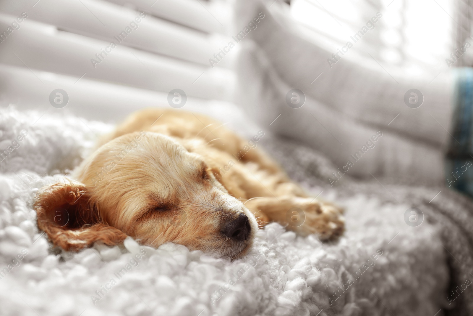Photo of Cute English Cocker Spaniel puppy sleeping on plaid near window indoors