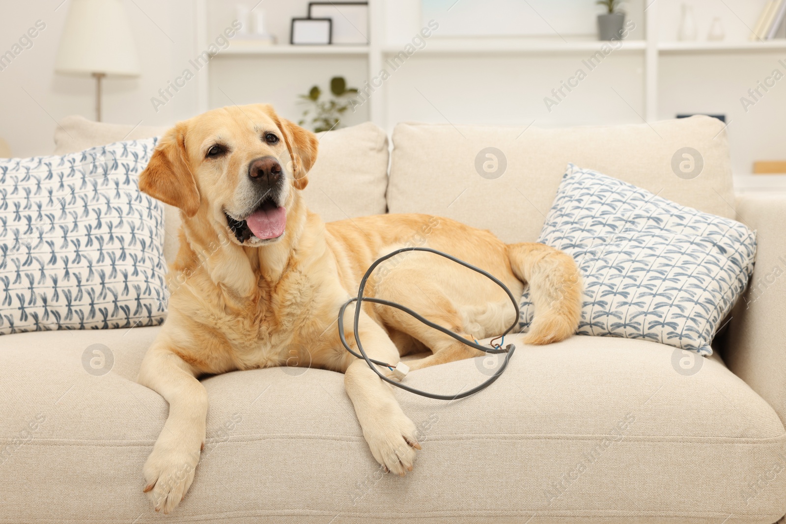 Photo of Naughty Labrador Retriever dog with damaged electrical wire on sofa at home