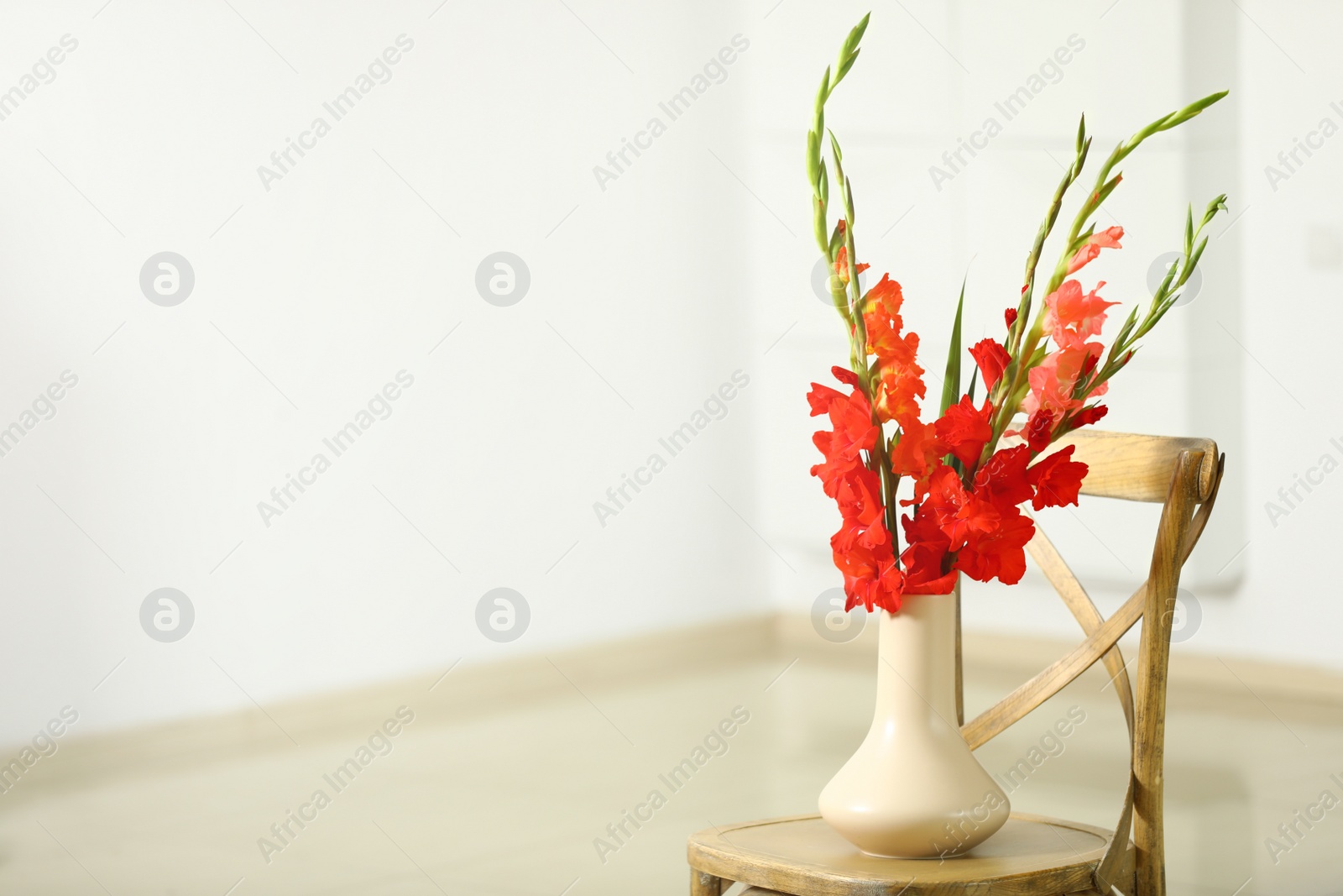 Photo of Vase with beautiful gladiolus flowers on wooden chair indoors. Space for text