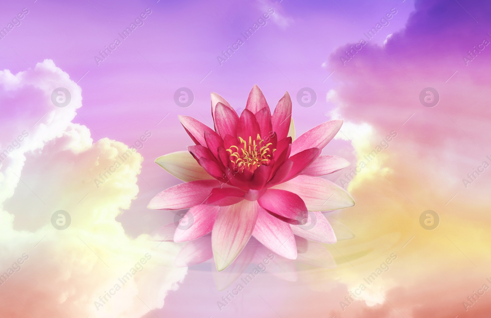 Image of Floating beautiful lotus and reflection of sky with fluffy clouds on water, toned in pastel rainbow colors. Symbolic flower in Buddhism