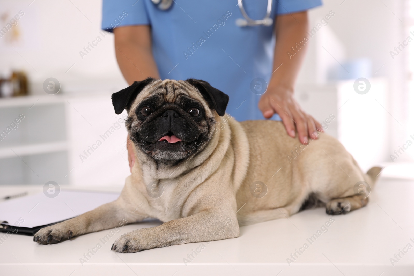 Photo of Veterinarian examining cute pug dog in clinic, closeup. Vaccination day