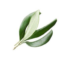 Photo of Fresh green olive leaves on white background