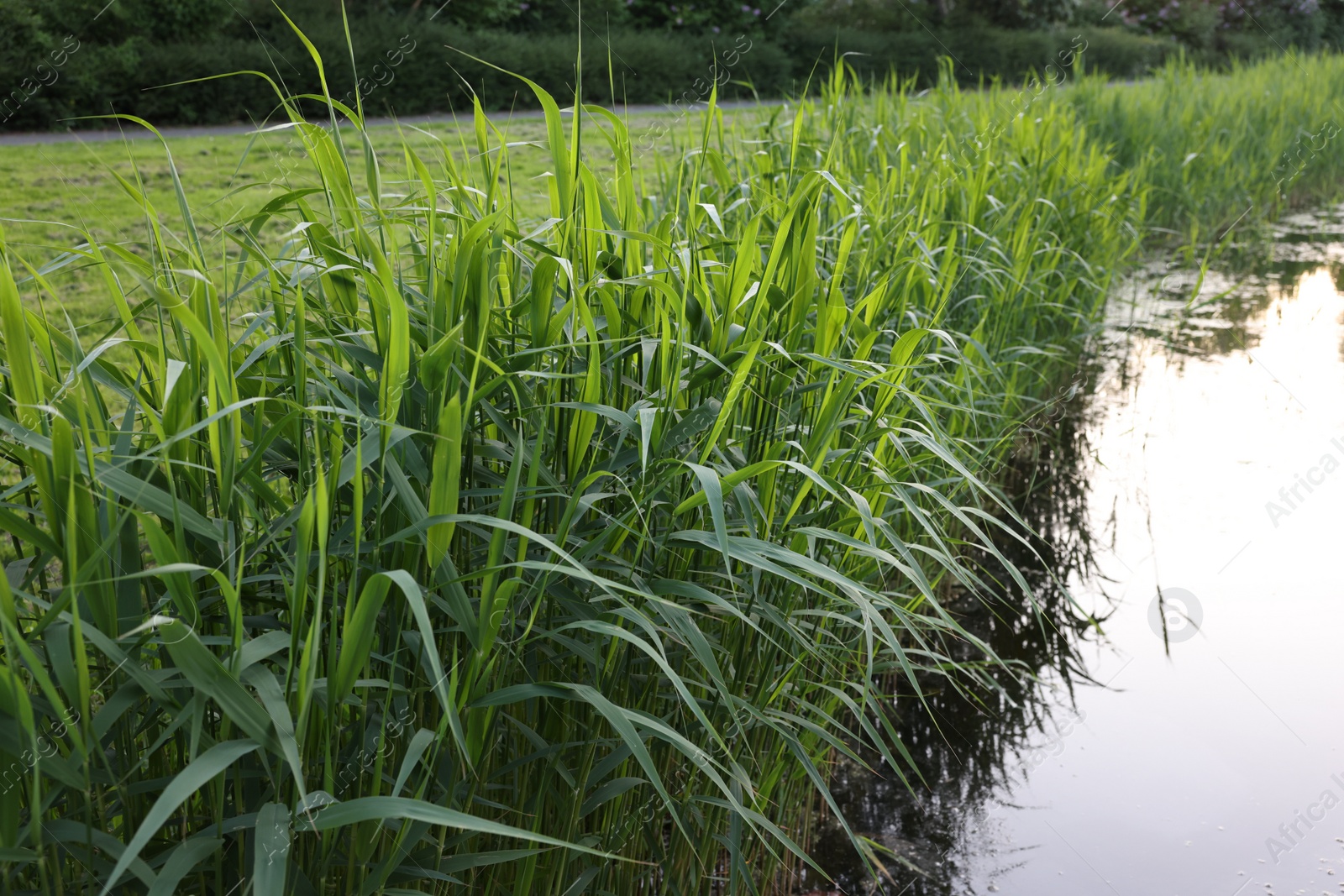 Photo of View of green reeds growing near channel outdoors