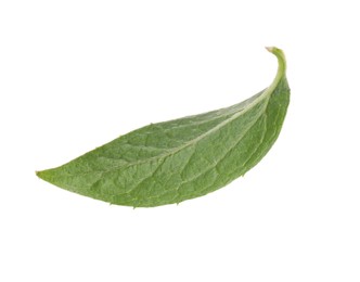 Photo of Fresh green jasmine leaf isolated on white