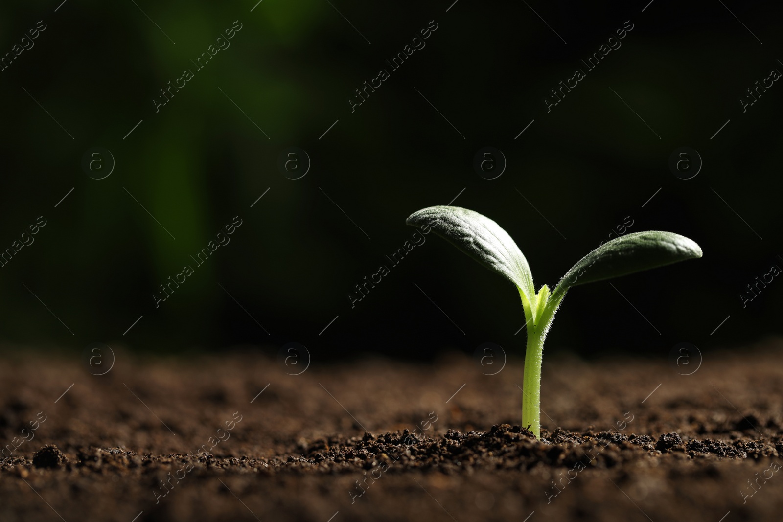 Photo of Green seedling growing in soil, closeup. Space for text