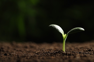 Photo of Green seedling growing in soil, closeup. Space for text