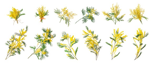 Image of Set with bright yellow mimosa flowers on white background. Banner design