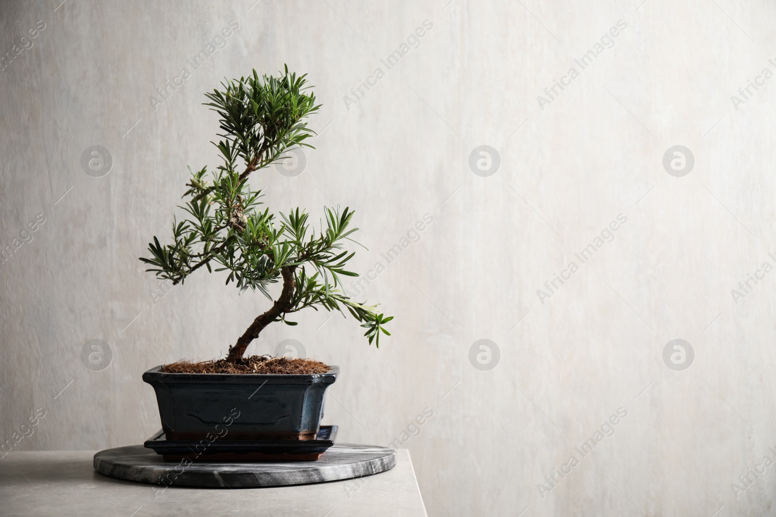 Photo of Japanese bonsai plant on light stone table, space for text. Creating zen atmosphere at home