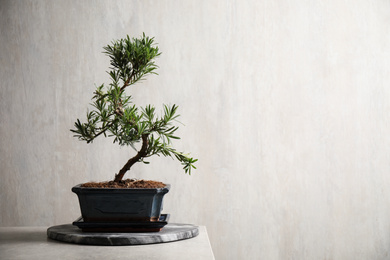 Japanese bonsai plant on light stone table, space for text. Creating zen atmosphere at home