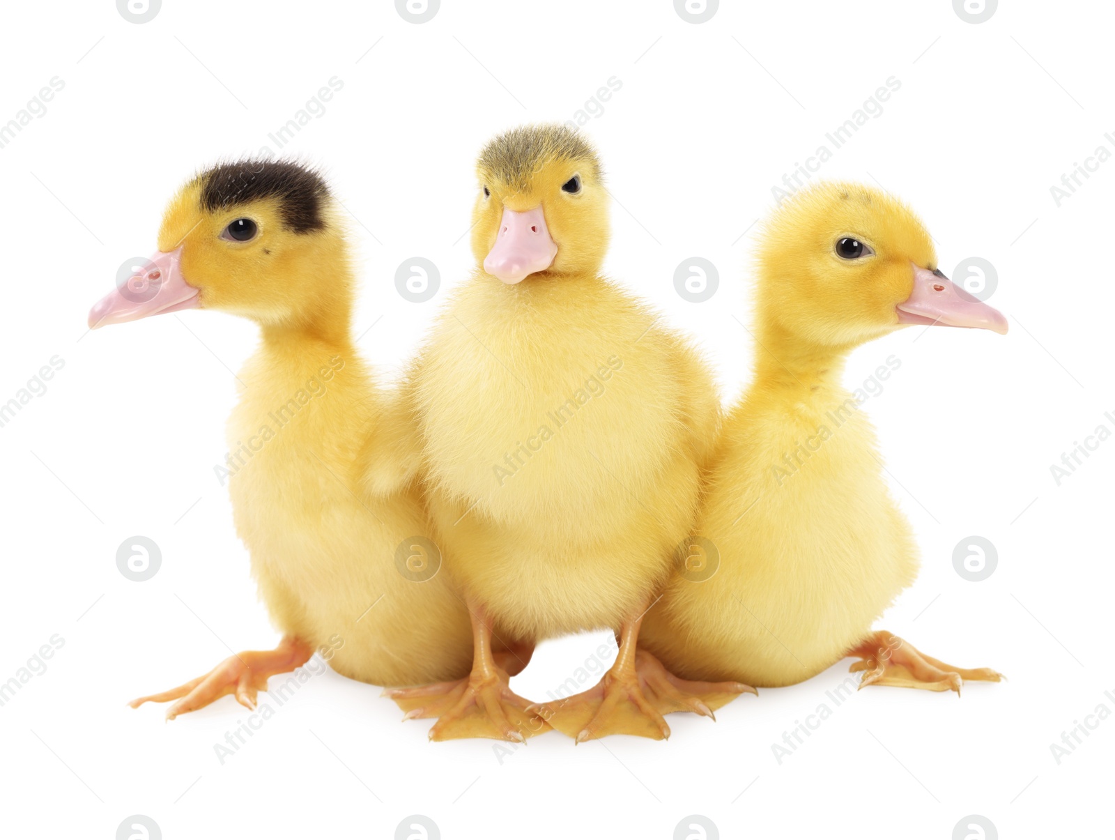 Photo of Baby animals. Cute fluffy ducklings on white background