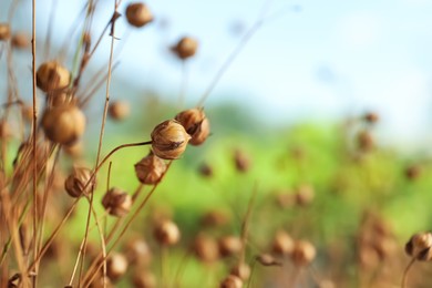 Photo of Beautiful dry flax plants against blurred background, closeup. Space for text