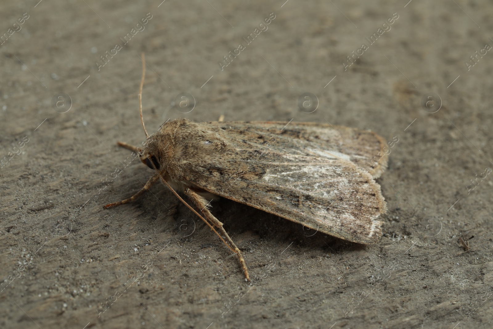 Photo of Paradrina clavipalpis moth on grey textured background