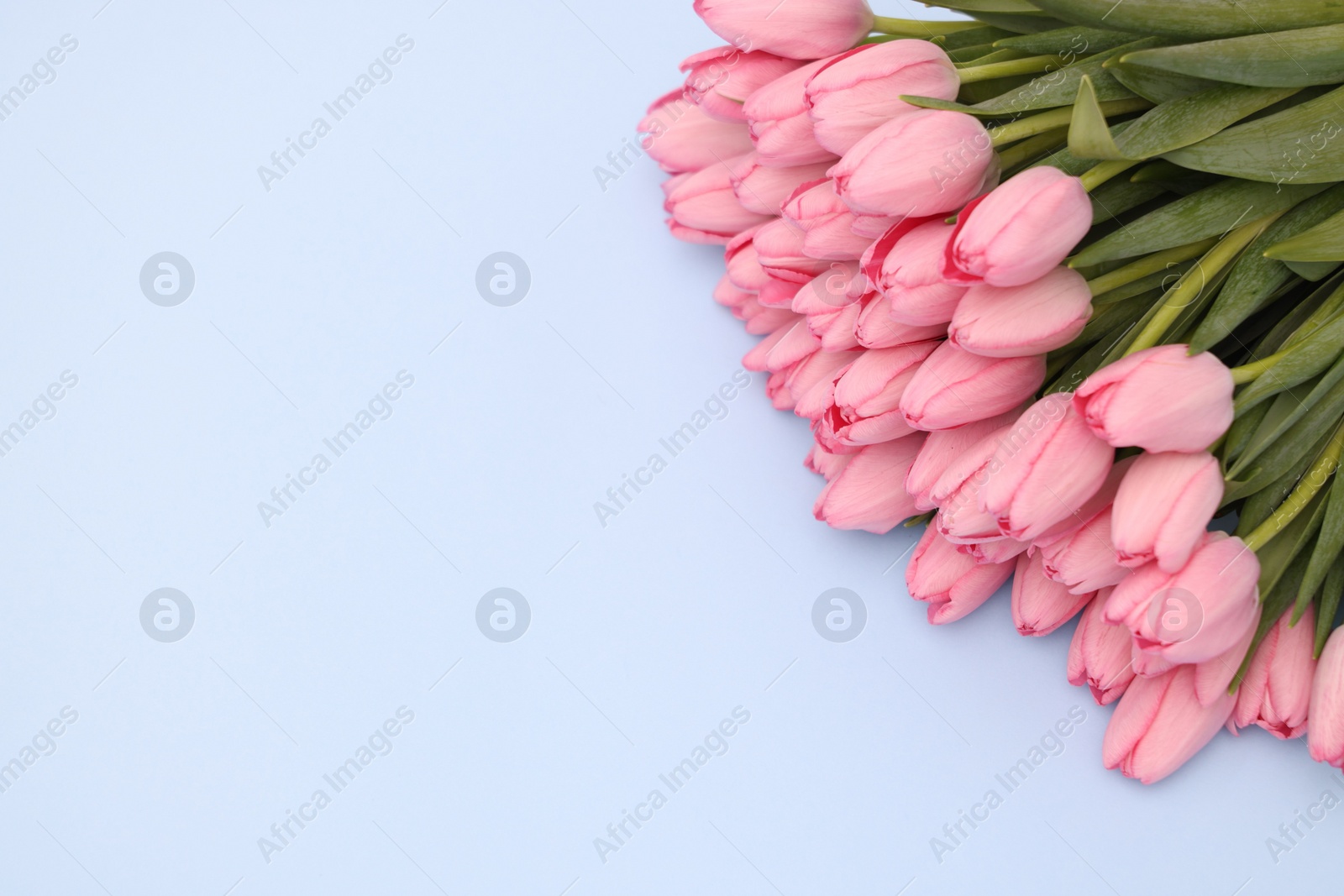 Photo of Bouquet of beautiful pink tulips on light grey background, above view. Space for text