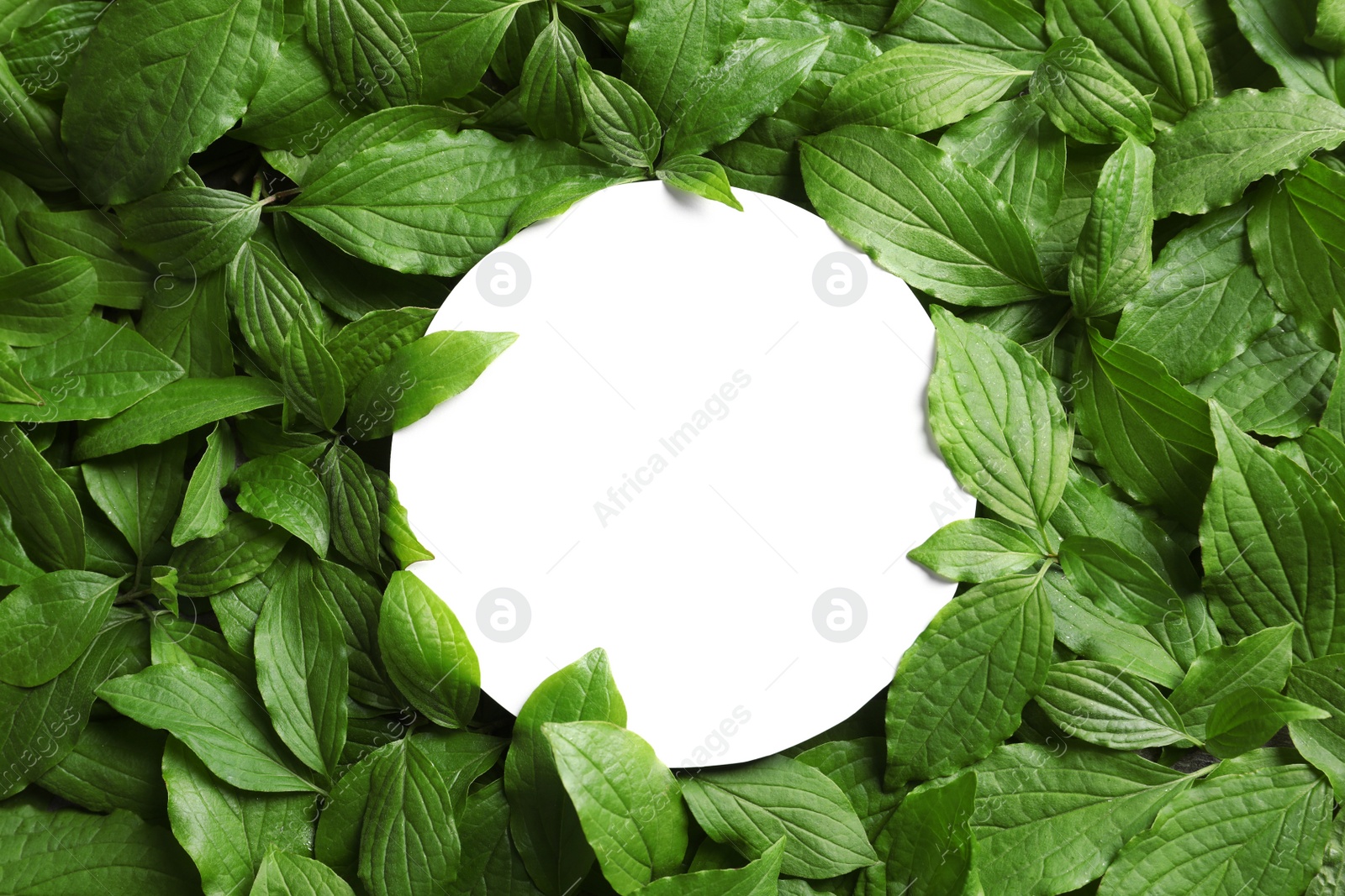 Photo of Blank card on spring green leaves, top view. Space for text