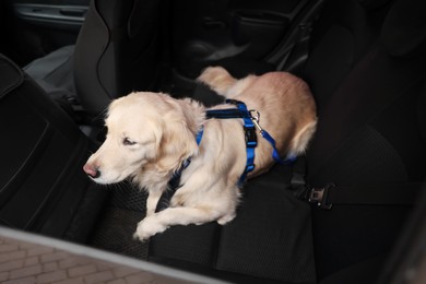 Photo of Cute labrador retriever in car. Adorable pet