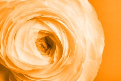 Closeup view of beautiful delicate ranunculus flower on orange background
